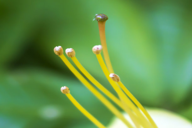 stamens
