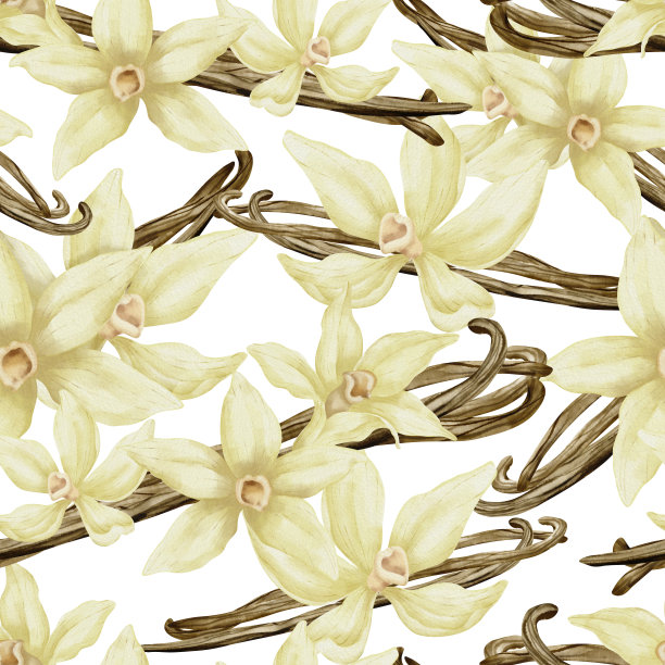 豆荚草药包装插画