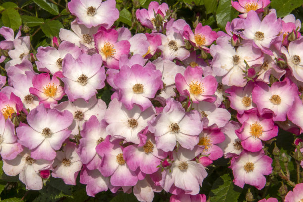 rugosa