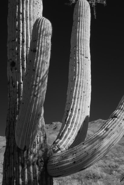 cholla