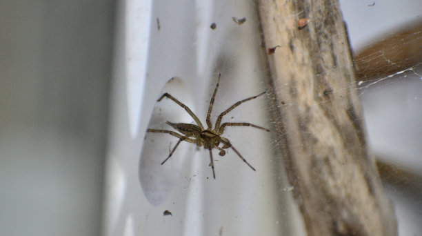 arachnid