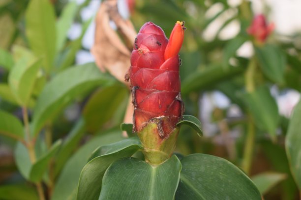 costus