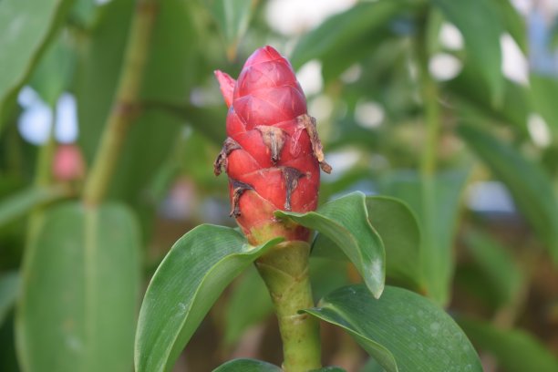 costus