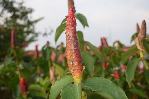 costus