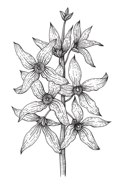 forsythia