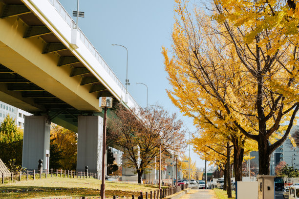 odori