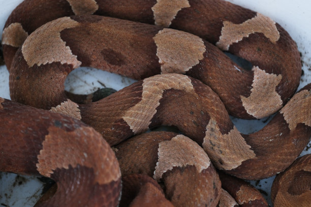 copperhead