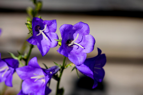 hyacinthoides