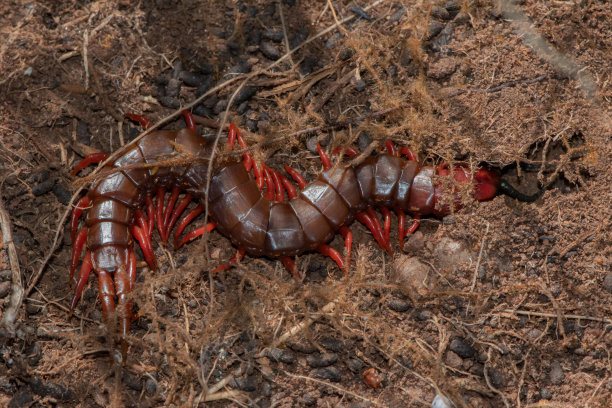 arthropod