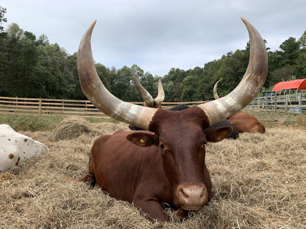 horned