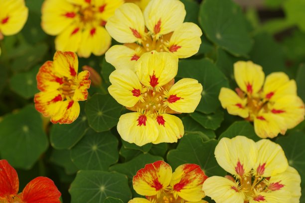 nasturtium