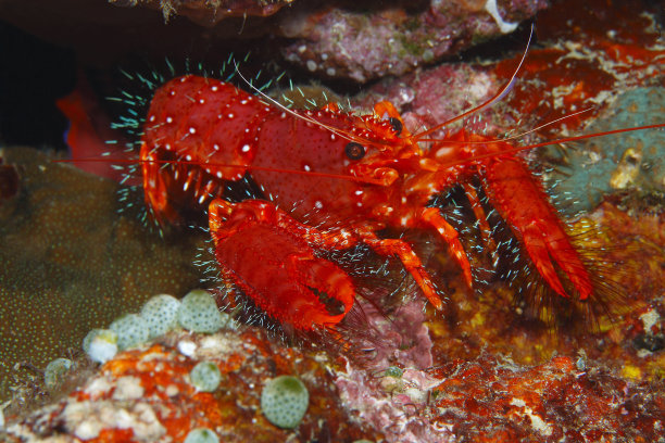 crustacean