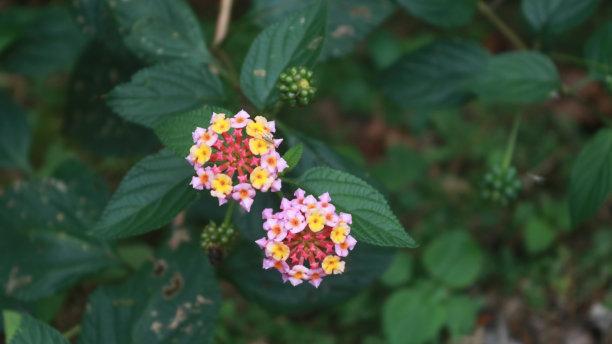 lantana