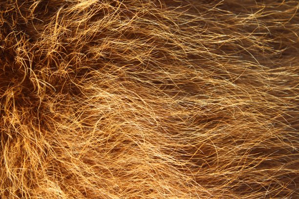 hairs