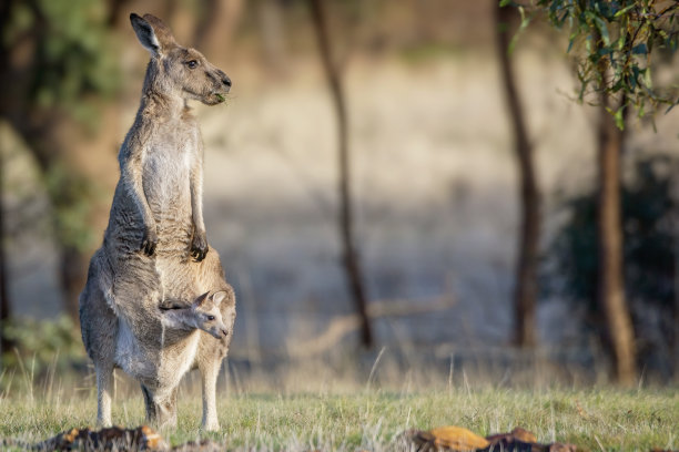 kangaroo