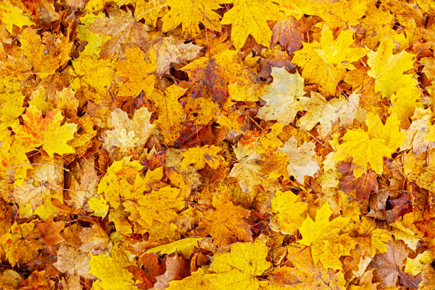 多彩秋季枫叶无缝图案