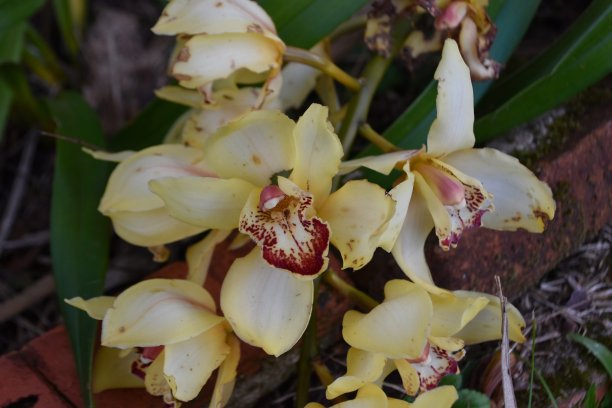 cymbidium