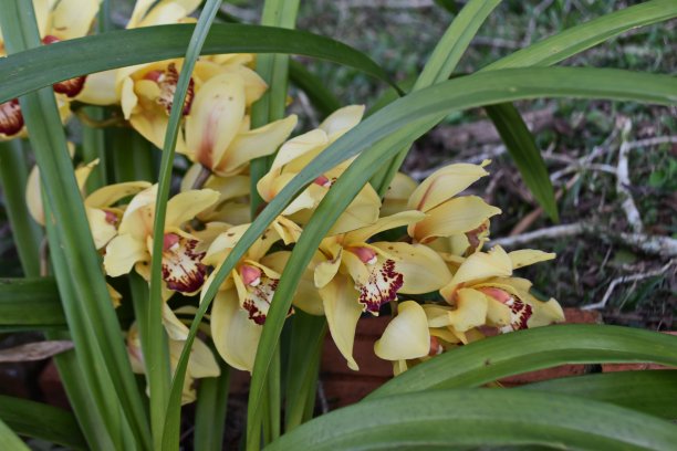 cymbidium