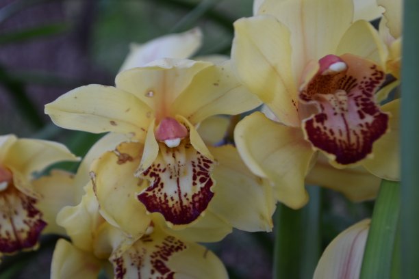 cymbidium