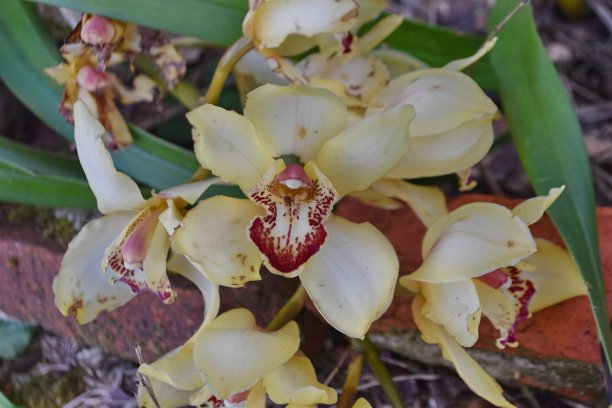 cymbidium