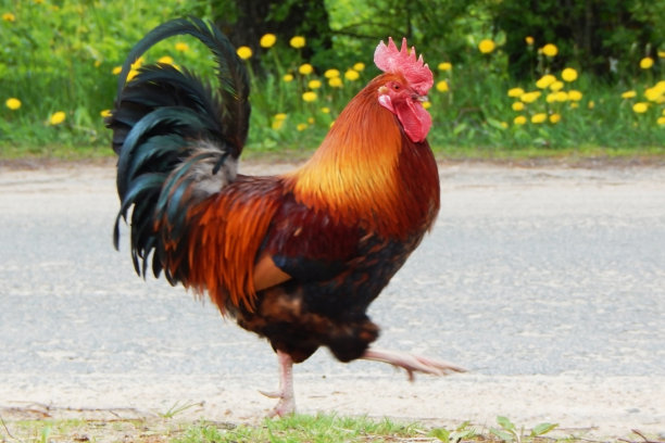 cock