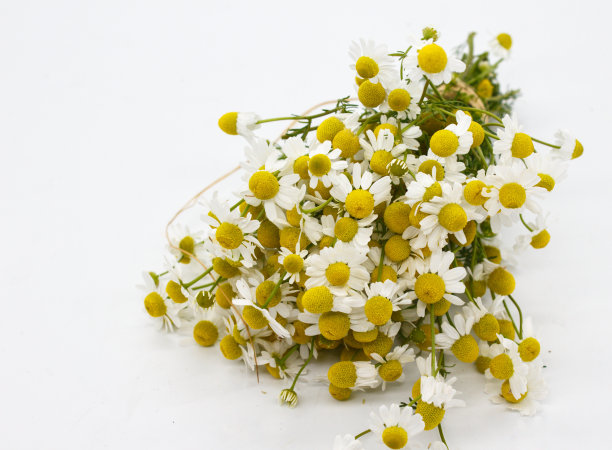 camomiles