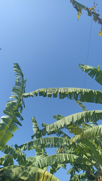 仰拍芭蕉蓝天