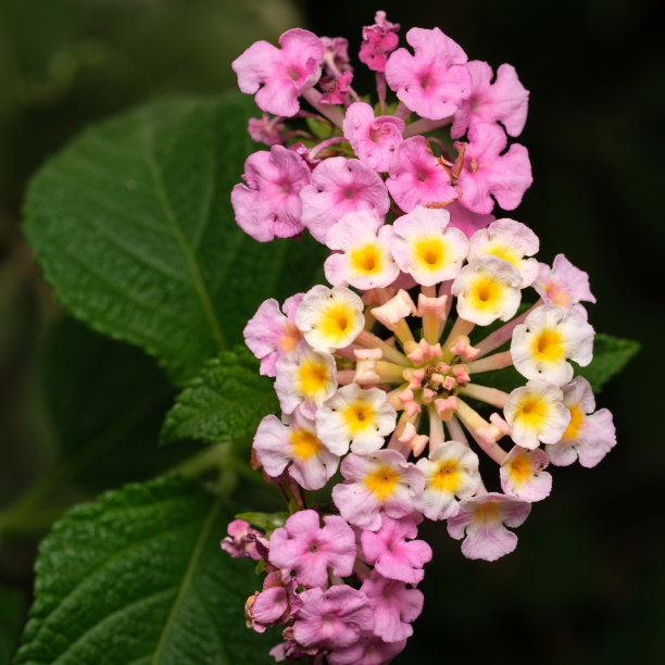 lantana