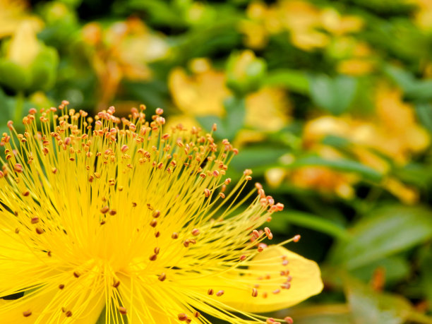 stamens
