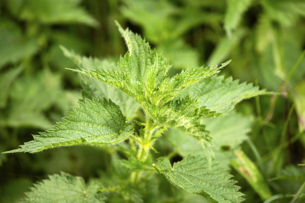 nettles