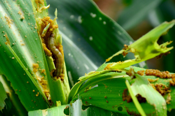 entomology
