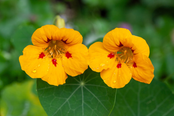 nasturtium