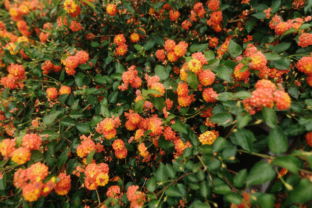 lantana
