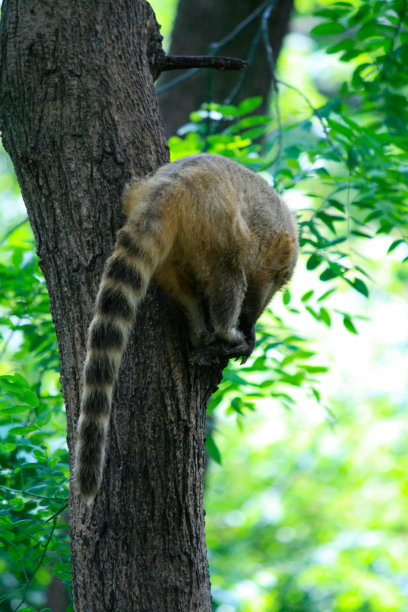 coatimundi