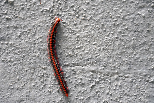 millipede