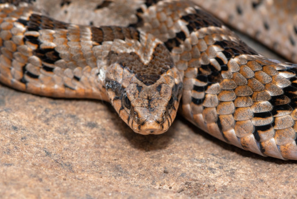 adders