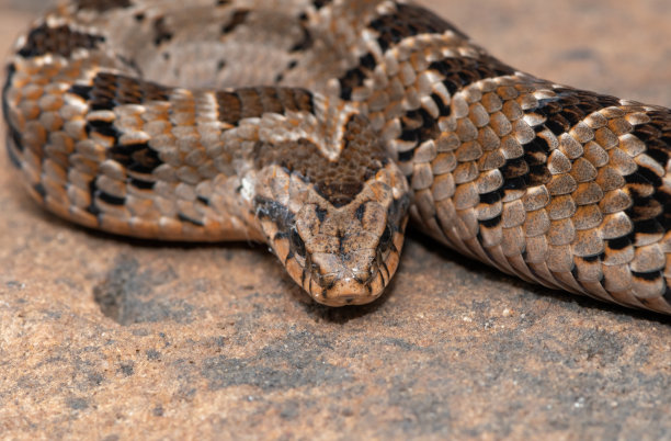 adders