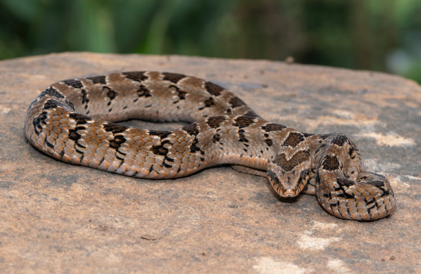adders