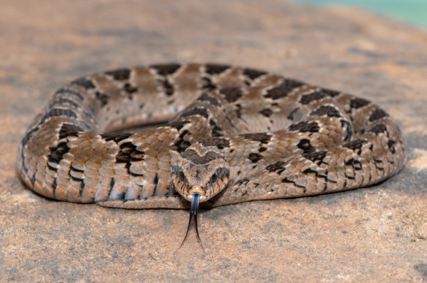 adders