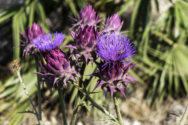 artichoke