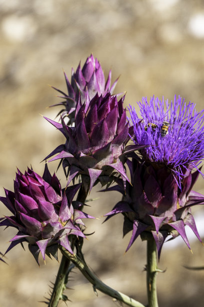 artichoke