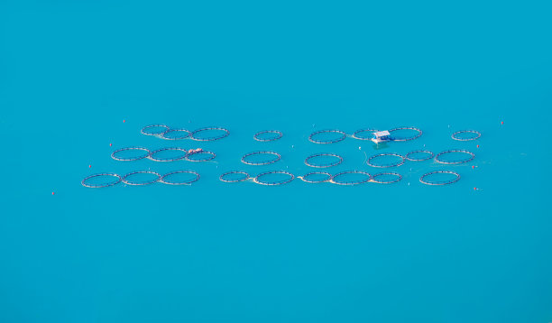 海底鱼群俯视图