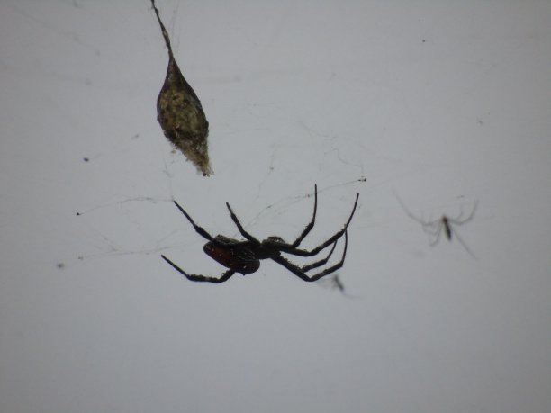 arachnid