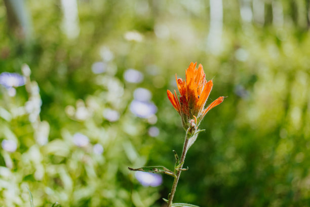 hawkweed