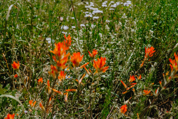 hawkweed