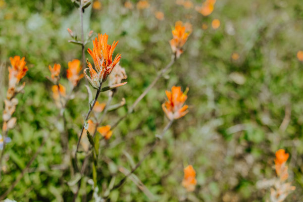 hawkweed