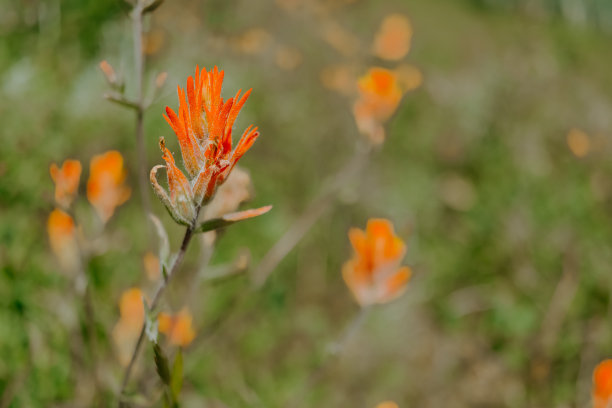 hawkweed