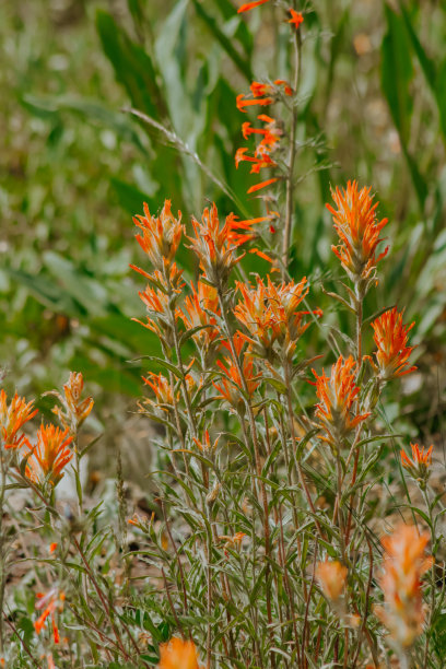 hawkweed