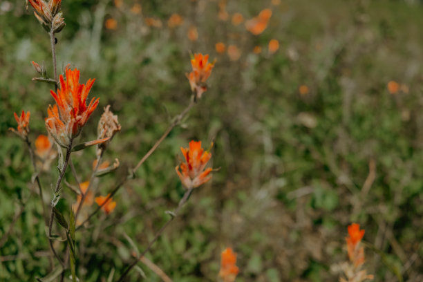 hawkweed