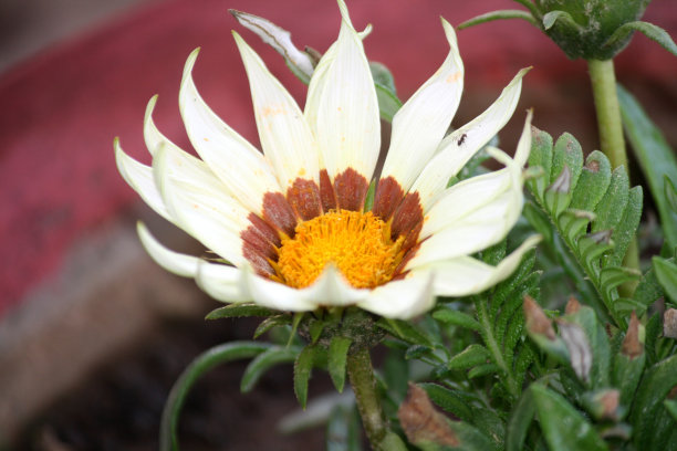 gazania